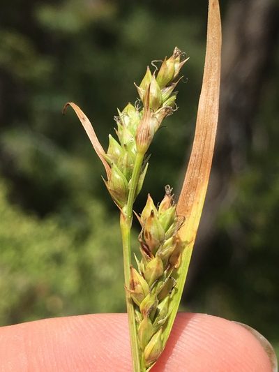 Carex whitneyi, photographed by Matt Berger