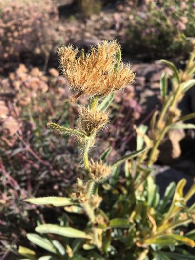 Oreocarya crymophila, photographed by Matt Berger
