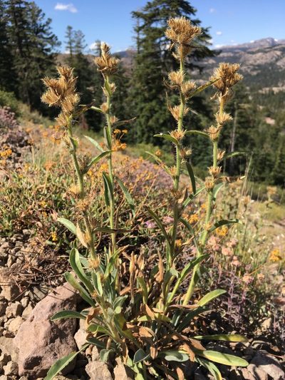 Oreocarya crymophila, photographed by Matt Berger