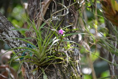 Dimerandra emarginata, photographed by Letizia Weichgrebe