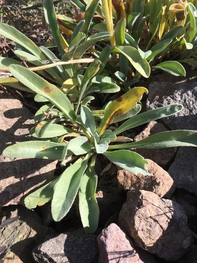Oreocarya crymophila, photographed by Matt Berger