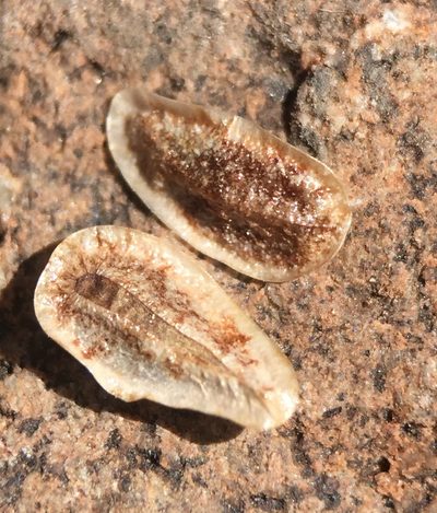 Oreocarya crymophila, photographed by Matt Berger