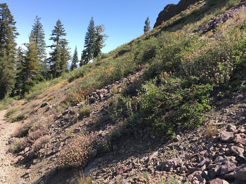 Oreocarya crymophila, photographed by Matt Berger