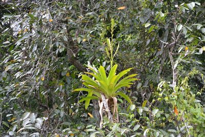 Werauhia sanguinolenta, photographed by Letizia Weichgrebe