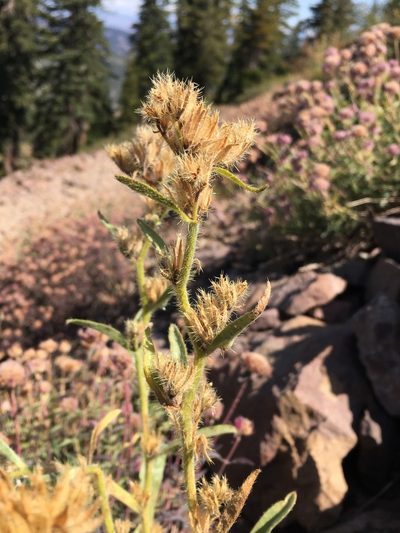 Oreocarya crymophila, photographed by Matt Berger
