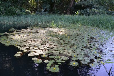 Ludwigia sedioides, photographed by Letizia Weichgrebe