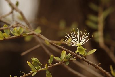 Maerua parvifolia, photographed by Karen Eichholz