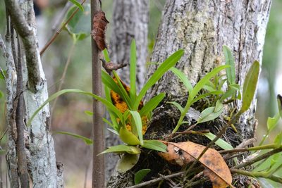 Maxillaria lutescens, photographed by Letizia Weichgrebe