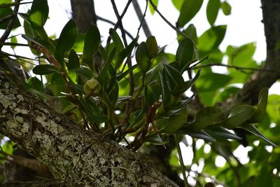 Epidendrum difforme, photographed by Letizia Weichgrebe