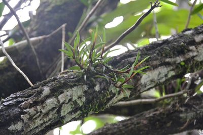 Maxillaria macleei, photographed by Letizia Weichgrebe