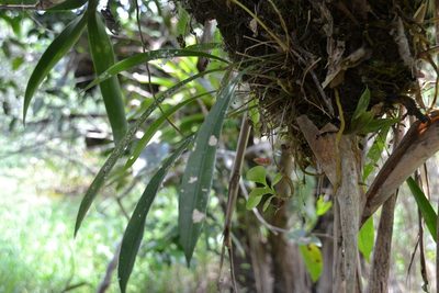 Anthurium gracile, photographed by Letizia Weichgrebe