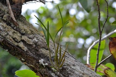 Scaphyglottis behrii, photographed by Letizia Weichgrebe