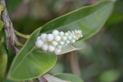 Anthurium obtusum, photographed by Letizia Weichgrebe