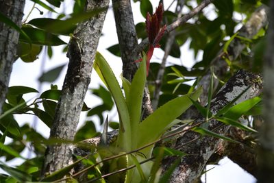 Aechmea tillandsioides, photographed by Letizia Weichgrebe