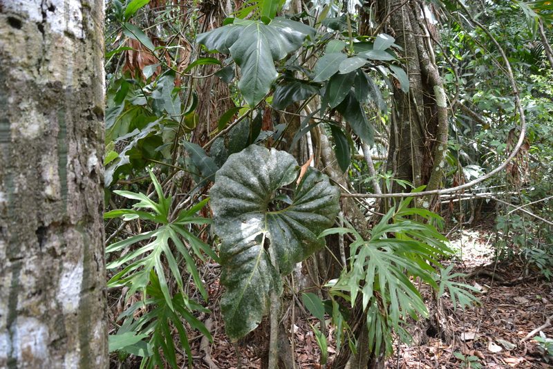 Anthurium brownii, photographed by Letizia Weichgrebe