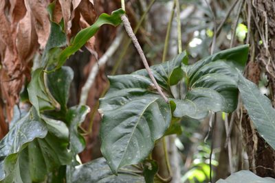 Anthurium brownii, photographed by Letizia Weichgrebe