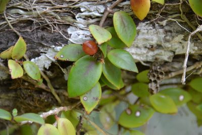 Codonanthopsis crassifolia, photographed by Letizia Weichgrebe
