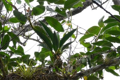 Anthurium paludosum, photographed by Letizia Weichgrebe