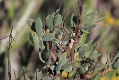 Microloma incanum, photographed by Tony Rebelo