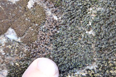 Tortula atrovirens, photographed by Tony Rebelo