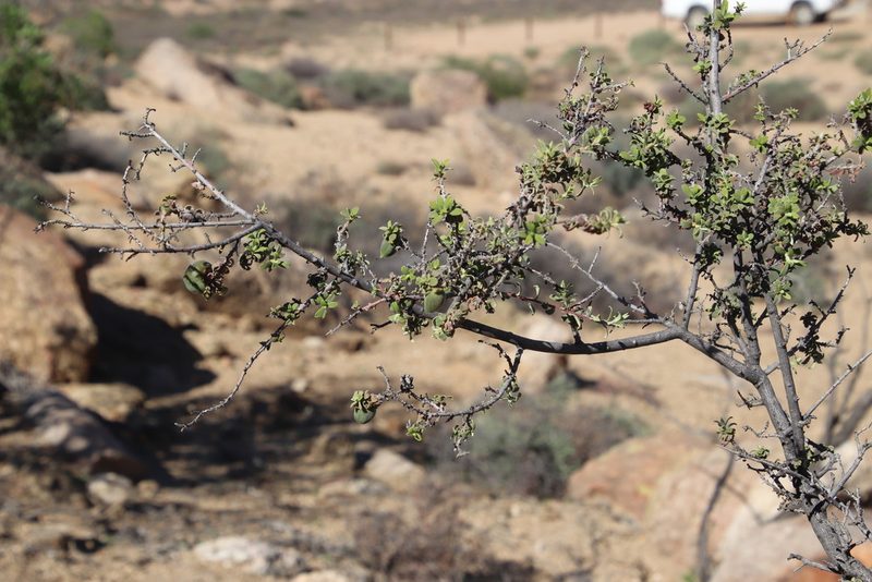 Diospyros ramulosa, photographed by Tony Rebelo