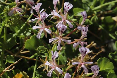 Pelargonium spinosum, photographed by Tony Rebelo
