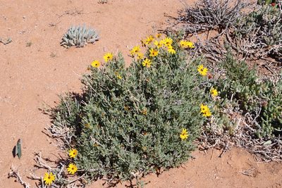 Osteospermum oppositifolium, photographed by Tony Rebelo
