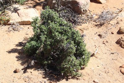 Pelargonium xerophyton, photographed by Tony Rebelo