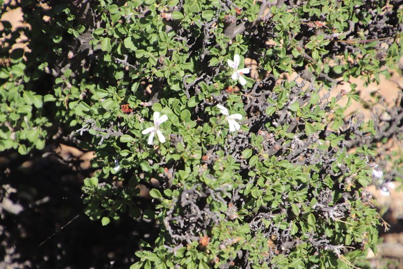Pelargonium xerophyton, photographed by Tony Rebelo