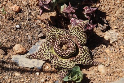 Orbea namaquensis, photographed by Tony Rebelo