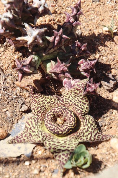 Orbea namaquensis, photographed by Tony Rebelo