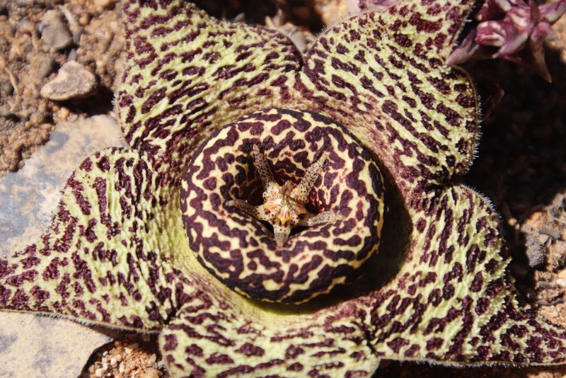 Orbea namaquensis, photographed by Tony Rebelo