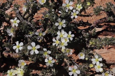 Sarcocaulon herrei, photographed by Tony Rebelo