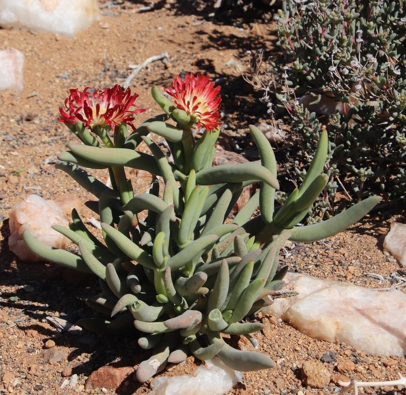 Astridia longifolia, photographed by Tony Rebelo
