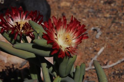 Astridia longifolia, photographed by Tony Rebelo
