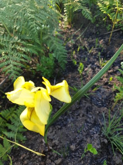 Moraea moggii, photographed by Aaliyah Motala