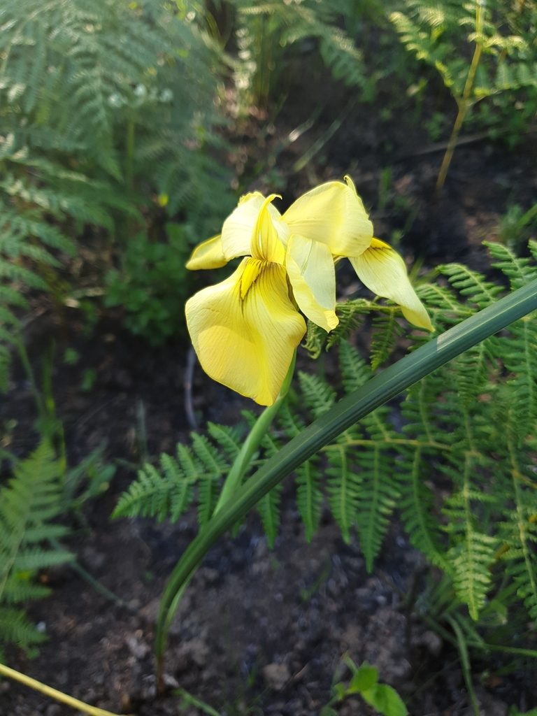 Moraea moggii, photographed by Aaliyah Motala