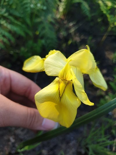 Moraea moggii, photographed by Aaliyah Motala