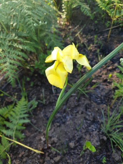 Moraea moggii, photographed by Aaliyah Motala