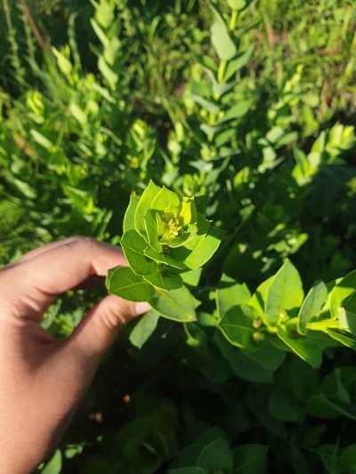 Clutia cordata, photographed by Aaliyah Motala
