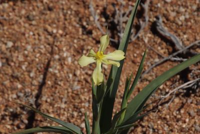 Moraea schlechteri, photographed by Tony Rebelo