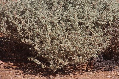 Hermannia gariepina, photographed by Tony Rebelo
