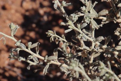 Hermannia gariepina, photographed by Tony Rebelo