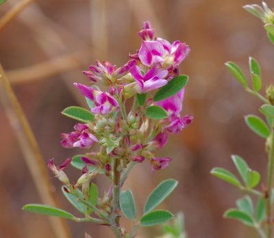 Lespedeza stuevei, photographed by Michelle W. （鍾偉瑋）