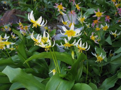 Erythronium pusaterii, photographed by Ed Alverson