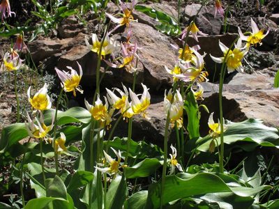 Erythronium pusaterii, photographed by Ed Alverson