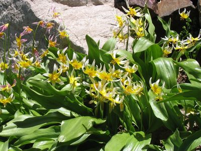 Erythronium pusaterii, photographed by Ed Alverson