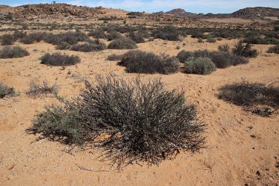 Pogonospermum incanum, photographed by Tony Rebelo