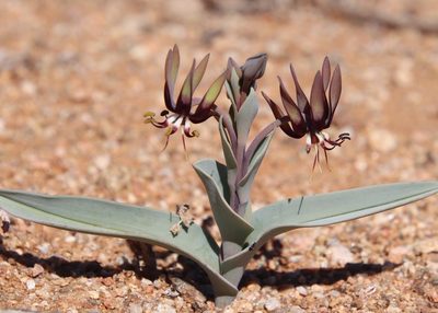 Ornithoglossum vulgare, photographed by Tony Rebelo
