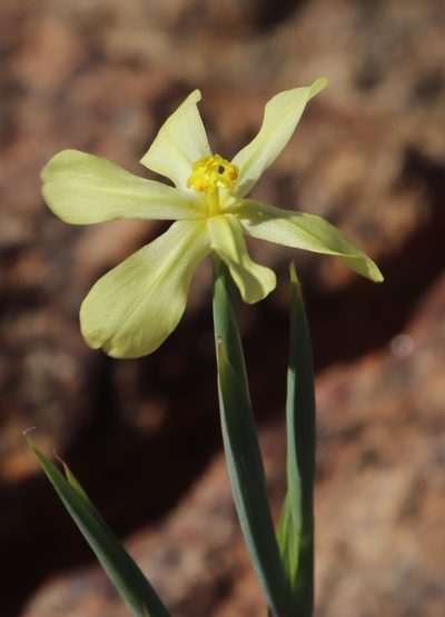 Moraea schlechteri, photographed by Tony Rebelo